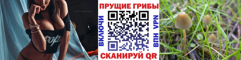 Галлюциногенные грибы прущие грибы Новый Оскол